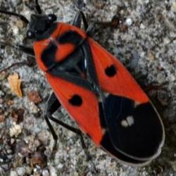 Melanocoryphus albomaculatus